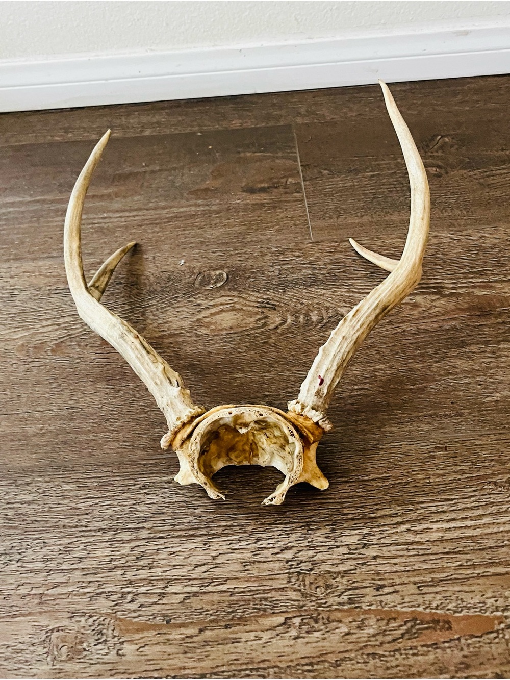 Natural Brown Deer Antler Wall Decor - Rustic Home Accent - Picture 7 of 8